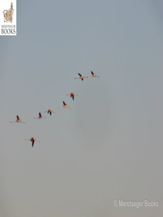 Siwa-008