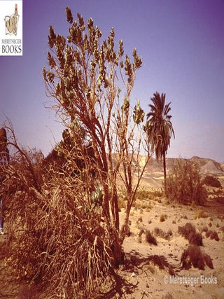 Ain Umm ed-Dabadib-019