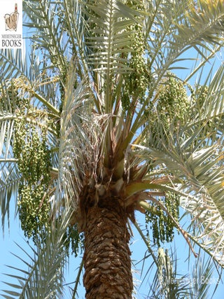 Farafra-016
