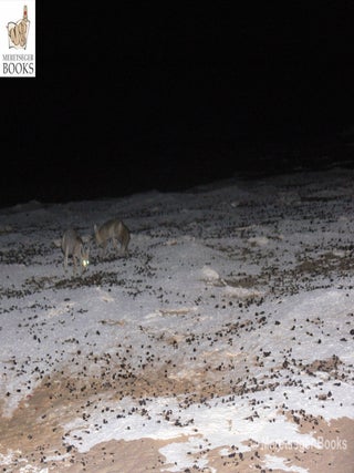 White desert-064