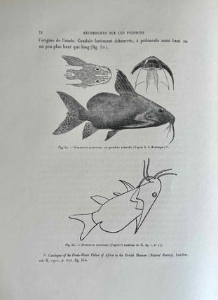 Faune égyptienne antique. Recherches sur les poissons représentés dans quelques tombeaux égyptiens de l’Ancien Empire.