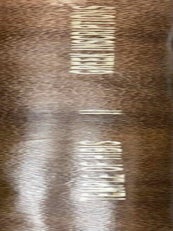 Item #M1751k The temple of Hibis in el-Khargeh oasis. Vol. II: Greek inscriptions. WINLOCK...[newline]M1751k-00.jpeg