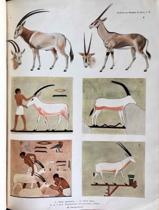 L’oryx dans l’ancienne Égypte. Suivi d’une étude "Le nom égyptien de l’oryx" par Victor Loret.