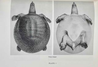 Ancient Egyptian Representations of Turtles[newline]M3901a-07.jpeg