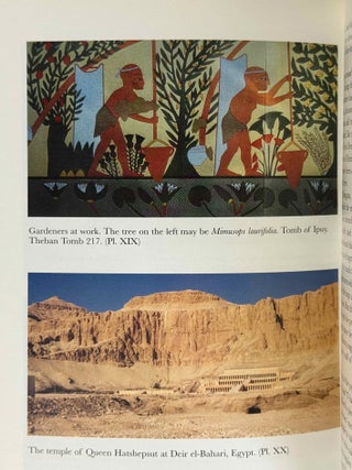 The garden in Ancient Egypt[newline]M3946c-07.jpeg