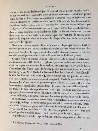 Horus le Faucon