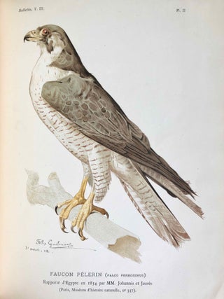 Horus le Faucon