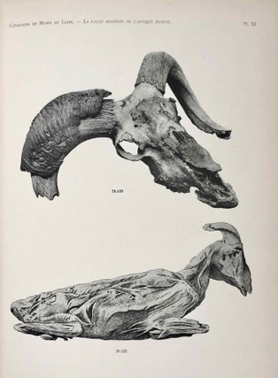La faune momifiée de l'antique Egypte (Catalogue Général du Musée du Caire)[newline]M7471-09.jpg