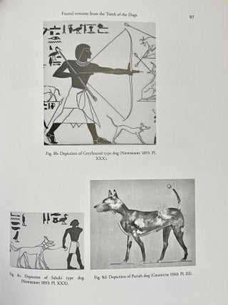 The Tomb of the Dogs at Asyut: Faunal Remains and Other Selected Objects[newline]M8120-06.jpeg